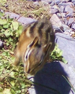 [58 Squirrel[2].jpg]